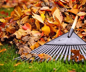 Rake on top of a pile of autumn leaves and green grass.