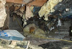Old insulation in a crawl space.