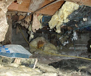 Old insulation in a crawl space.